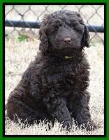 Darling Hero pups 7 wks old 191