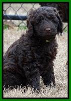 Darling Hero pups 7 wks old 201