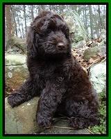 Darling Hero pups 8 wks old 036