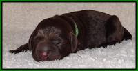 Darling Hero pups newborn 024