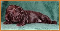 Darling Hero pups 2 wks old 046