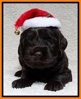 Darling Hero pups 4 wks old 062
