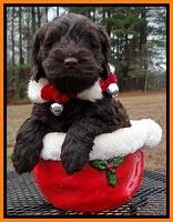 Darling Hero pups 6 wks old 211