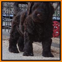 Darling Hero pups 7 wks old 241