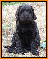 Darling Hero pups 7 wks old 291