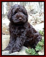 Darling Hero Pups 8 wks old 012