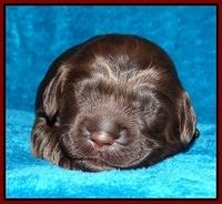 Darling Hero pups 1 wk old 161