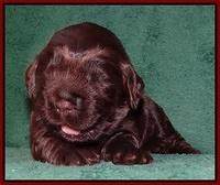 Darling Hero pups 2 wks old 059