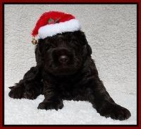Darling Hero pups 4 wks old 070