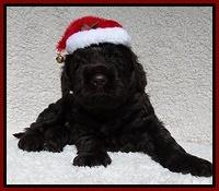 Darling Hero pups 4 wks old 071