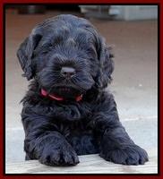 Darling Hero pups 5 wks old 045