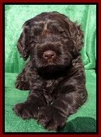 Darling Hero pups 5 wks old 231