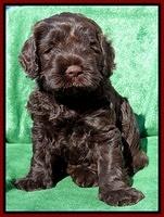 Darling Hero pups 5 wks old 241