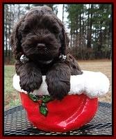 Darling Hero pups 6 wks old 261