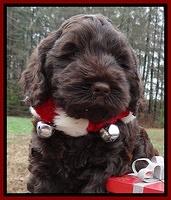 Darling Hero pups 6 wks old 271