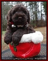 Darling Hero pups 6 wks old 291