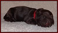 Darling Hero pups newborn 040