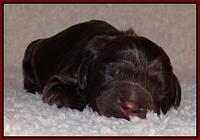 Darling Hero pups newborn 043