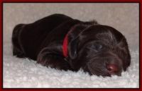 Darling Hero pups newborn 044