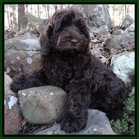 Darling Hero Pups 8 wks old 016