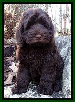 Darling Hero Pups 8 wks old 028