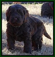 Darling Hero pups 5.2 weeks 231