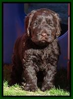 Darling Hero pups 5.2 weeks 271