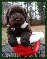 Darling Hero pups 6 wks old 331