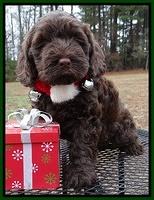 Darling Hero pups 6 wks old 341