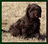 Darling Hero pups 7 wks old 341