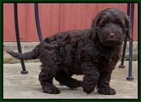 Darling Hero pups 7 wks old 351