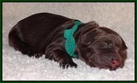 Darling Hero pups newborn 049