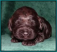 Darling Hero pups 2 wks old 082