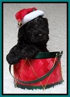 Darling Hero pups 4 wks old 101