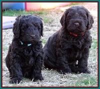 Darling Hero pups 5.2 weeks 251
