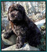Darling Hero pups 8 wks old 025