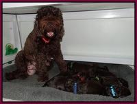 Darling Hero pups 2 wks old 093