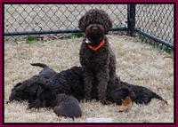 Darling Hero pups 7 wks old 451