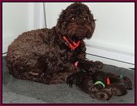 Darling Hero pups newborn 001