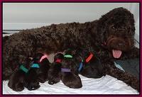 Darling Hero pups newborn 017