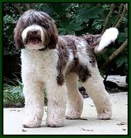Texas 8 mos old 11