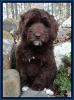 Killmurry family: "Dublin"