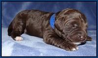 Xana Texas pups 1 wk old 021