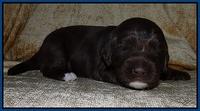 Xana Texas pups 2 wks old 009
