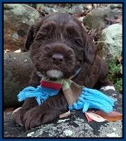 Xana Texas pups 3 wks old 006