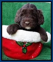 Xana Texas pups 5 wks old 21_2