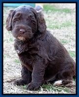 Xana Texas pups 5 wks old 41