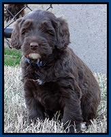 Xana Texas pups 5 wks old 92
