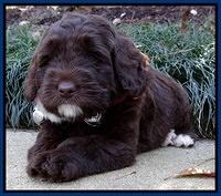 Xana Texas pups 6 wks old 21