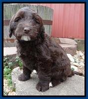 Xana Texas pups 7 wks old 71
